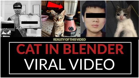 cat in blender video twitter|Cat and dog torture videos litter Twitter, adding to concerns about ...